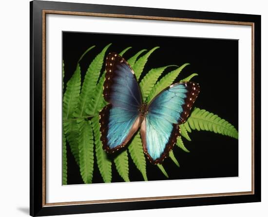 Blue Common Morpho Butterfly on Fern Frond-Kevin Schafer-Framed Photographic Print