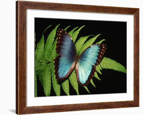 Blue Common Morpho Butterfly on Fern Frond-Kevin Schafer-Framed Photographic Print