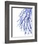 Blue Coral 3-Emma Jones-Framed Giclee Print