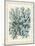 Blue Corals On VIntage Script c-Fab Funky-Mounted Art Print