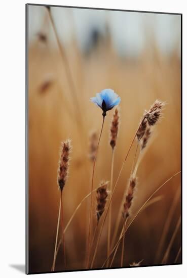Blue Corn Flower-Treechild-Mounted Giclee Print