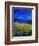 Blue Cornflowers 4550-Pol Ledent-Framed Art Print