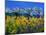 Blue Cornflowers 545130-Pol Ledent-Mounted Art Print