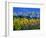 Blue Cornflowers 545130-Pol Ledent-Framed Premium Giclee Print
