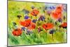 Blue Cornflowers And Red Poppies-Pol Ledent-Mounted Art Print