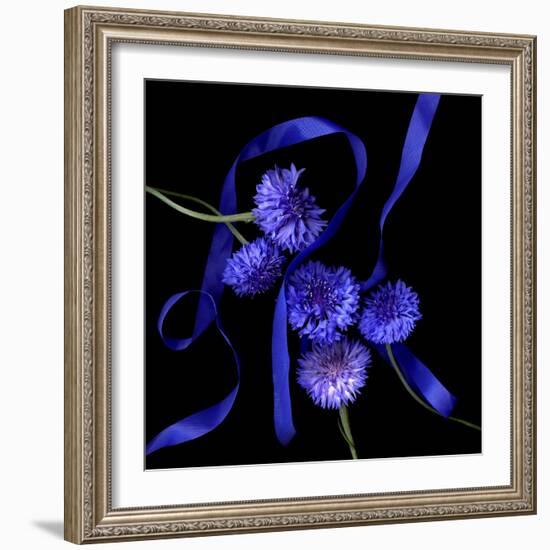 Blue Cornflowers-Magda Indigo-Framed Photographic Print