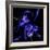 Blue Cornflowers-Magda Indigo-Framed Photographic Print