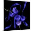 Blue Cornflowers-Magda Indigo-Mounted Photographic Print