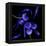 Blue Cornflowers-Magda Indigo-Framed Premier Image Canvas