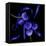 Blue Cornflowers-Magda Indigo-Framed Premier Image Canvas