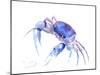 Blue Crab 2-Suren Nersisyan-Mounted Art Print