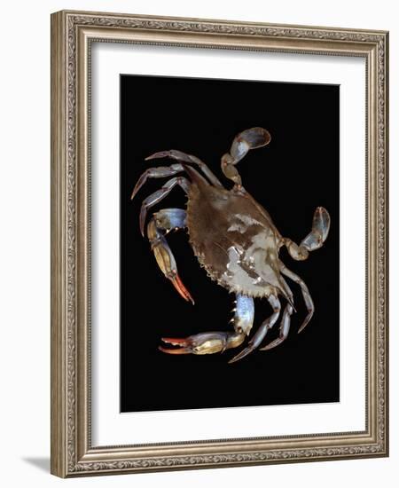 Blue Crab-Christopher C Collins-Framed Photographic Print