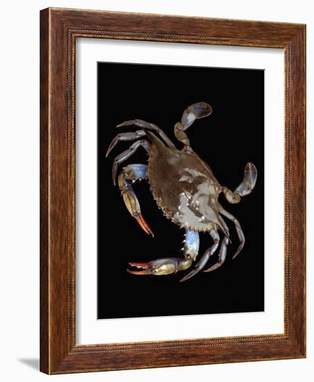 Blue Crab-Christopher C Collins-Framed Photographic Print