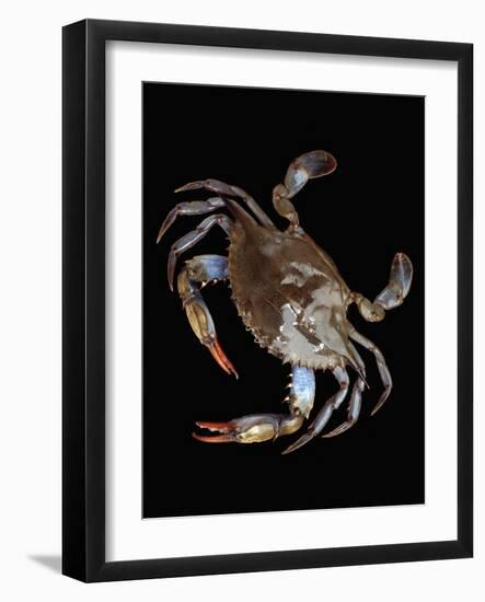 Blue Crab-Christopher C Collins-Framed Photographic Print