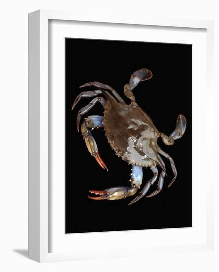 Blue Crab-Christopher C Collins-Framed Photographic Print