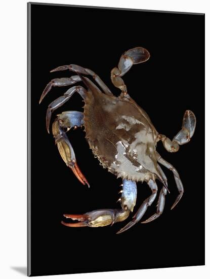 Blue Crab-Christopher C Collins-Mounted Photographic Print