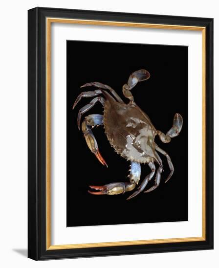 Blue Crab-Christopher C Collins-Framed Photographic Print