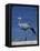 Blue Crane, Anthropoides Paradisea, Etosha National Park, Namibia, Africa-Thorsten Milse-Framed Premier Image Canvas