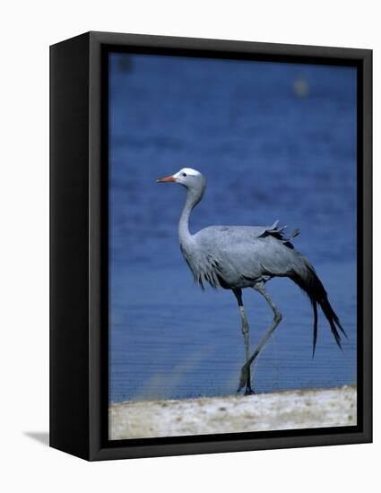 Blue Crane, Anthropoides Paradisea, Etosha National Park, Namibia, Africa-Thorsten Milse-Framed Premier Image Canvas