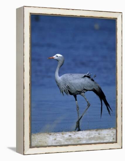 Blue Crane, Anthropoides Paradisea, Etosha National Park, Namibia, Africa-Thorsten Milse-Framed Premier Image Canvas