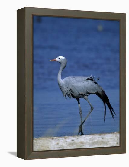 Blue Crane, Anthropoides Paradisea, Etosha National Park, Namibia, Africa-Thorsten Milse-Framed Premier Image Canvas