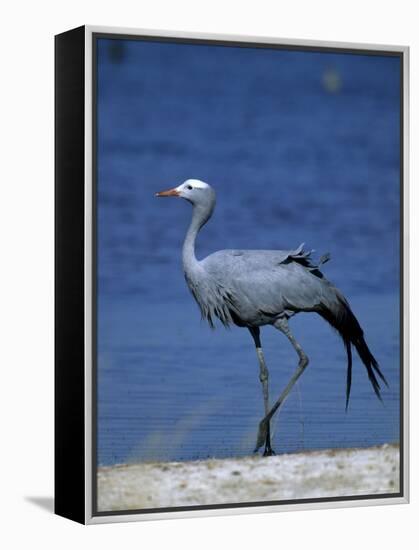 Blue Crane, Anthropoides Paradisea, Etosha National Park, Namibia, Africa-Thorsten Milse-Framed Premier Image Canvas