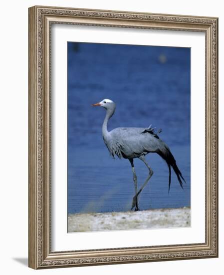 Blue Crane, Anthropoides Paradisea, Etosha National Park, Namibia, Africa-Thorsten Milse-Framed Photographic Print