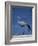 Blue Crane, Anthropoides Paradisea, Etosha National Park, Namibia, Africa-Thorsten Milse-Framed Photographic Print