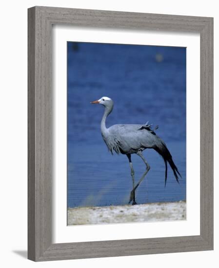 Blue Crane, Anthropoides Paradisea, Etosha National Park, Namibia, Africa-Thorsten Milse-Framed Photographic Print