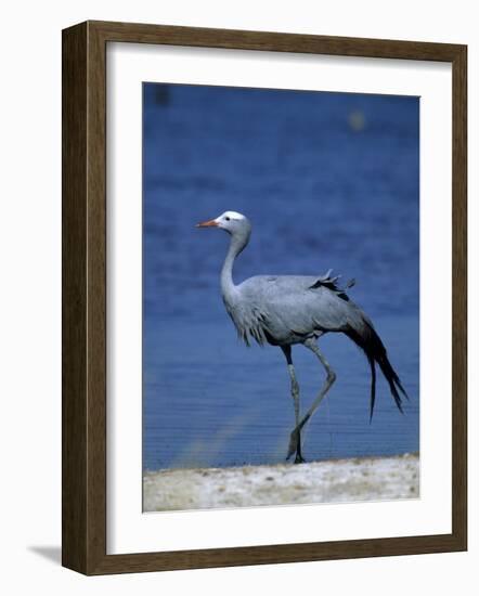 Blue Crane, Anthropoides Paradisea, Etosha National Park, Namibia, Africa-Thorsten Milse-Framed Photographic Print