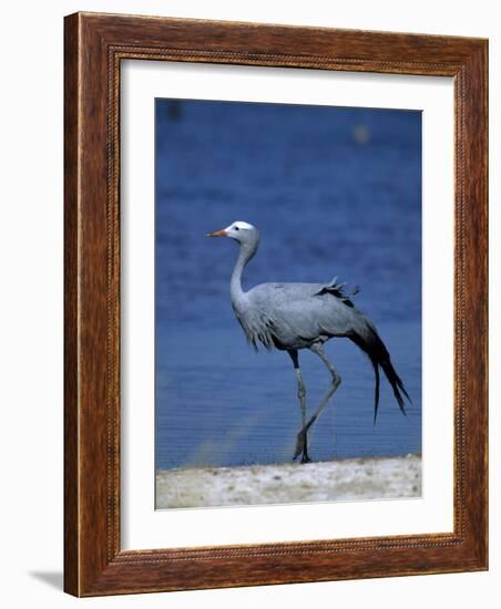 Blue Crane, Anthropoides Paradisea, Etosha National Park, Namibia, Africa-Thorsten Milse-Framed Photographic Print