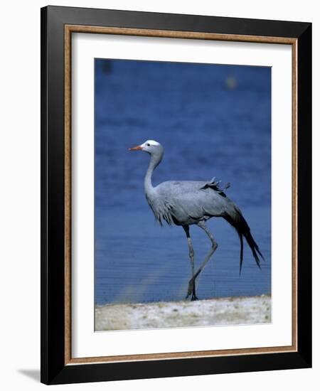 Blue Crane, Anthropoides Paradisea, Etosha National Park, Namibia, Africa-Thorsten Milse-Framed Photographic Print