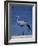 Blue Crane, Anthropoides Paradisea, Etosha National Park, Namibia, Africa-Thorsten Milse-Framed Photographic Print