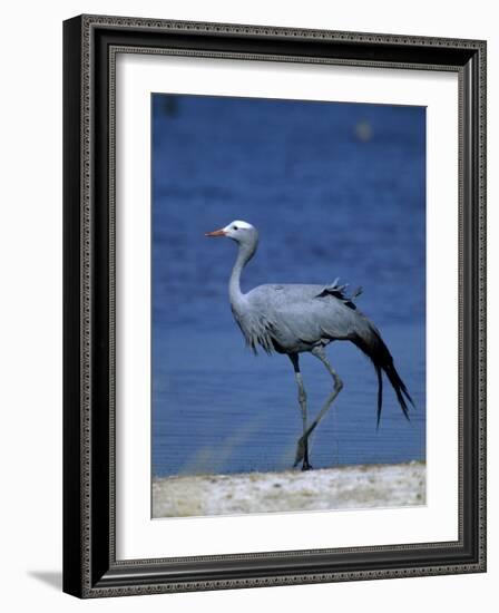 Blue Crane, Anthropoides Paradisea, Etosha National Park, Namibia, Africa-Thorsten Milse-Framed Photographic Print