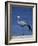 Blue Crane, Anthropoides Paradisea, Etosha National Park, Namibia, Africa-Thorsten Milse-Framed Photographic Print