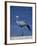 Blue Crane, Anthropoides Paradisea, Etosha National Park, Namibia, Africa-Thorsten Milse-Framed Photographic Print