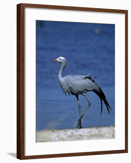 Blue Crane, Anthropoides Paradisea, Etosha National Park, Namibia, Africa-Thorsten Milse-Framed Photographic Print