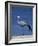 Blue Crane, Anthropoides Paradisea, Etosha National Park, Namibia, Africa-Thorsten Milse-Framed Photographic Print
