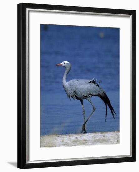 Blue Crane, Anthropoides Paradisea, Etosha National Park, Namibia, Africa-Thorsten Milse-Framed Photographic Print