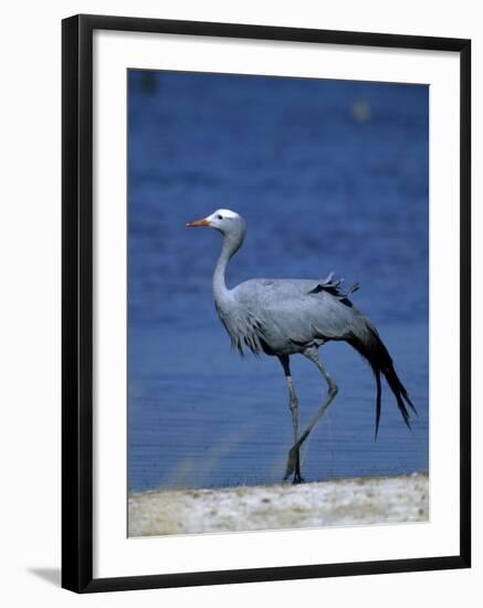 Blue Crane, Anthropoides Paradisea, Etosha National Park, Namibia, Africa-Thorsten Milse-Framed Photographic Print