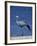 Blue Crane, Anthropoides Paradisea, Etosha National Park, Namibia, Africa-Thorsten Milse-Framed Photographic Print