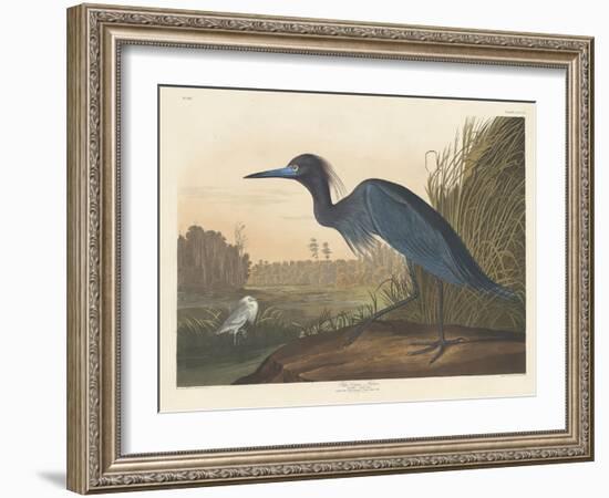 Blue Crane or Heron, 1836-John James Audubon-Framed Giclee Print