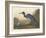 Blue Crane or Heron, 1836-John James Audubon-Framed Giclee Print