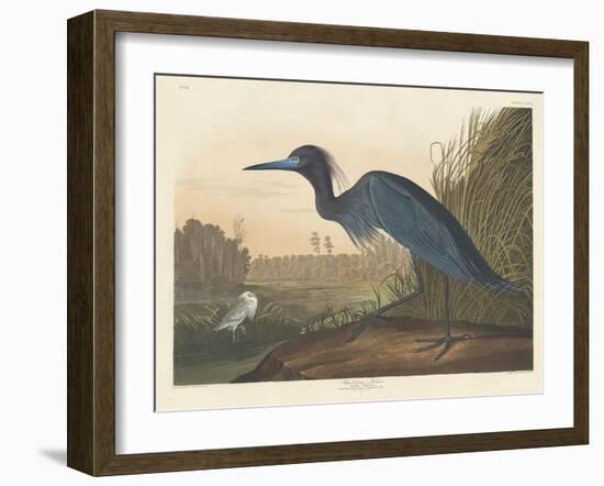 Blue Crane or Heron, 1836-John James Audubon-Framed Giclee Print