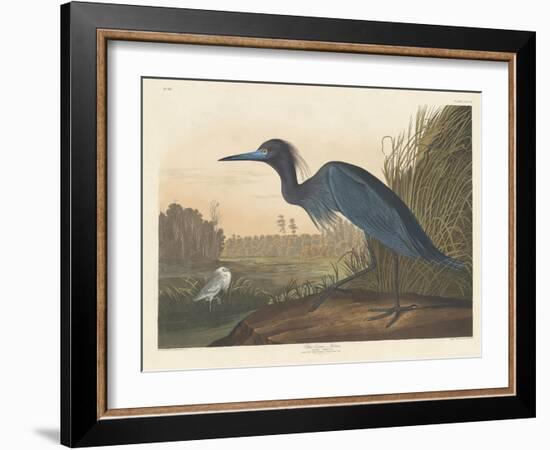 Blue Crane or Heron, 1836-John James Audubon-Framed Giclee Print