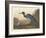 Blue Crane or Heron, 1836-John James Audubon-Framed Giclee Print