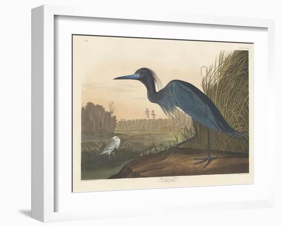 Blue Crane or Heron, 1836-John James Audubon-Framed Giclee Print