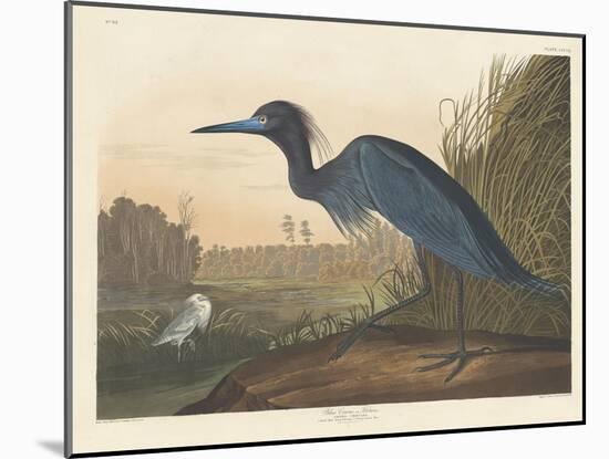Blue Crane or Heron, 1836-John James Audubon-Mounted Giclee Print