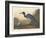 Blue Crane or Heron, 1836-John James Audubon-Framed Giclee Print