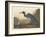 Blue Crane or Heron, 1836-John James Audubon-Framed Giclee Print